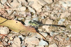 Austrogomphus ochraceus