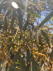 Eucalyptus oleosa oleosa