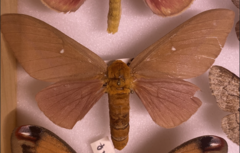 Anisota oslari
