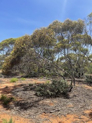 Eucalyptus oleosa oleosa