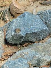 Microdipodops pallidus