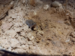 Hypopachus variolosus