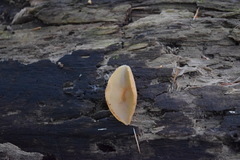 Peziza domiciliana