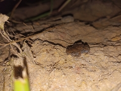 Hypopachus variolosus