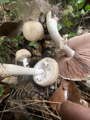 Agaricus phaeolepidotus