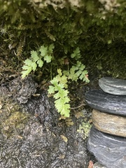 Cystopteris tasmanica