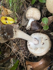 Agaricus phaeolepidotus