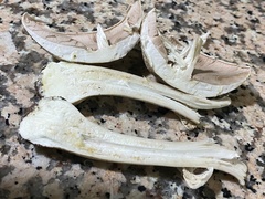 Agaricus phaeolepidotus