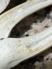 Agaricus phaeolepidotus