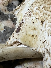 Agaricus phaeolepidotus