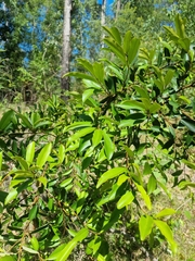 Diospyros australis