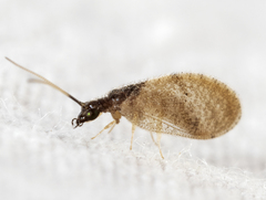 Sympherobius barberi