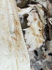 Agaricus phaeolepidotus