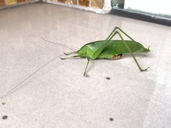 Holochlora bilobata