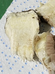 Agaricus phaeolepidotus