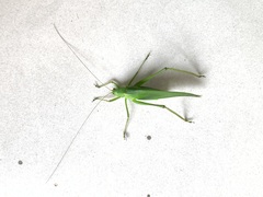 Holochlora bilobata