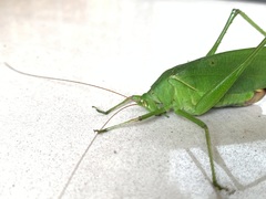 Holochlora bilobata