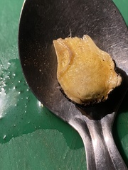 Agaricus phaeolepidotus