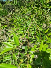 Diospyros australis