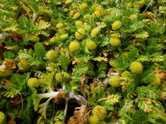 Leptinella lanata