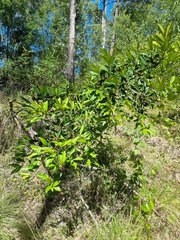 Diospyros australis