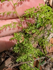Lindsaea microphylla