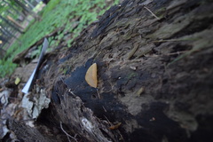 Peziza domiciliana