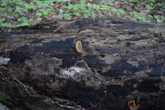 Peziza domiciliana