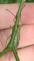 Homoeocerus macula