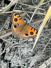 Junonia almana almana