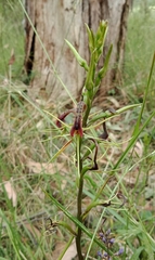 Cryptostylis leptochila