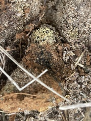 Pisolithus arenarius