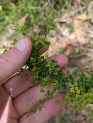 Lindsaea microphylla