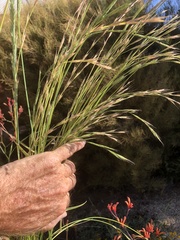 Anthosachne kingiana multiflora