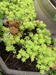 Sedum japonicum