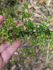 Lindsaea microphylla