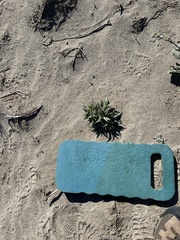 Stillingia spinulosa