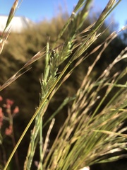 Anthosachne kingiana multiflora