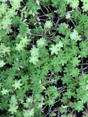 Sedum japonicum