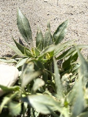 Stillingia spinulosa