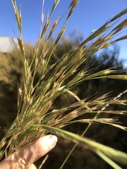 Anthosachne kingiana multiflora