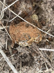 Pisolithus arenarius