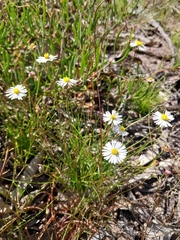 Brachyscome paludicola