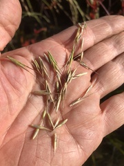 Anthosachne kingiana multiflora