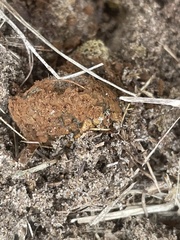 Pisolithus arenarius