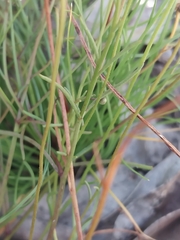 Brachyscome paludicola