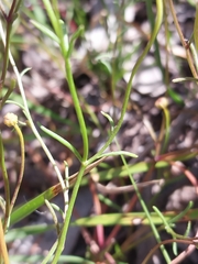 Brachyscome paludicola