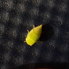 Batracomorphus