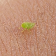 Batracomorphus