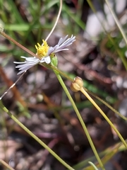 Brachyscome paludicola
